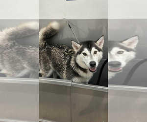 Mother of the Siberian Husky puppies born on 05/12/2025