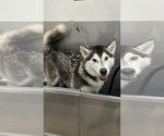 Small Photo #1 Siberian Husky Puppy For Sale in PUYALLUP, WA, USA