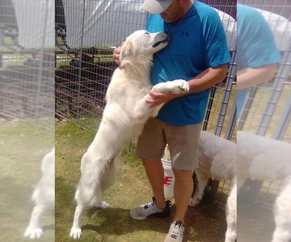Medium Photo #3 Great Pyrenees Puppy For Sale in Spring, TX, USA