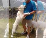 Small #2 Great Pyrenees