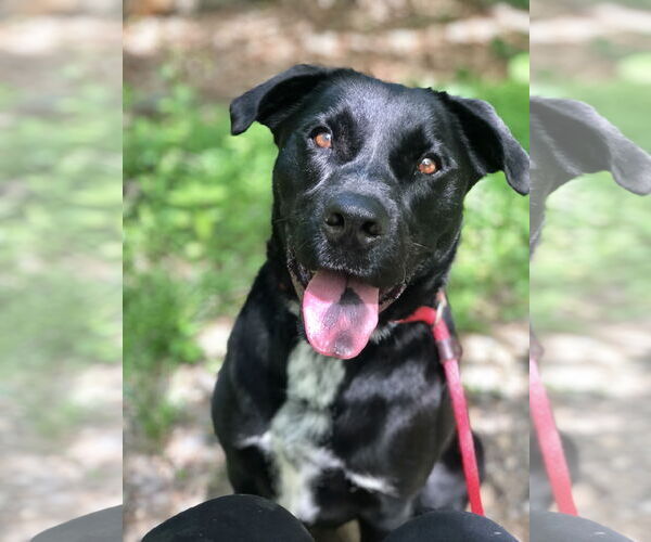 Medium Photo #13 Labrador Retriever-Unknown Mix Puppy For Sale in Rockaway, NJ, USA