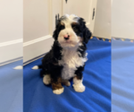 Small Photo #7 Bernedoodle (Miniature) Puppy For Sale in MILWAUKEE, WI, USA