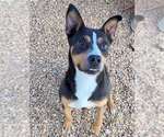 Small #1 Mutt