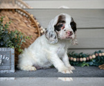Small #2 Cocker Spaniel