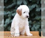 Small #1 Goldendoodle (Miniature)