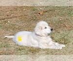 Small Photo #10 Great Pyrenees Puppy For Sale in AGRA, OK, USA