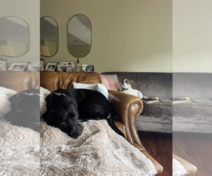 Rex - Male Labrador Retriever-Staffordshire Bull Terrier Mix Dog for Adoption - Photo #14