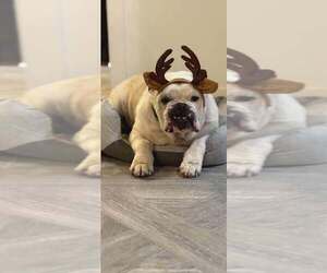 Bulldog Dogs for adoption in New York, NY, USA