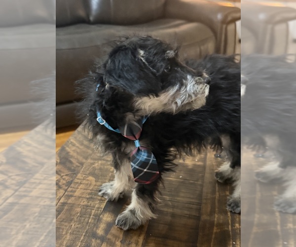 Medium Photo #3 Schnoodle (Miniature) Puppy For Sale in DINWIDDIE, VA, USA