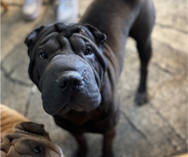 Medium Photo #1 Chinese Shar-Pei Puppy For Sale in EAU CLAIRE, WI, USA