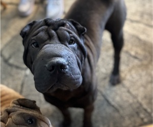 Chinese Shar-Pei Puppy for Sale in EAU CLAIRE, Wisconsin USA