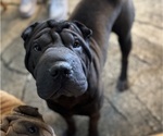 Small Chinese Shar-Pei