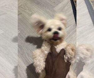 Lhasa Apso Puppy for sale in HUNTSVILLE, AL, USA
