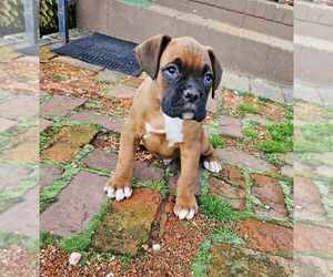 Boxer Puppy for sale in PELZER, SC, USA