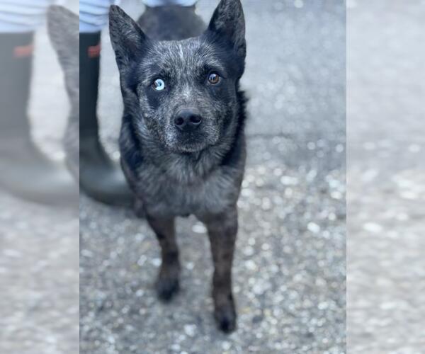 Medium Photo #1 Texas Heeler Puppy For Sale in Bakersfield, CA, USA