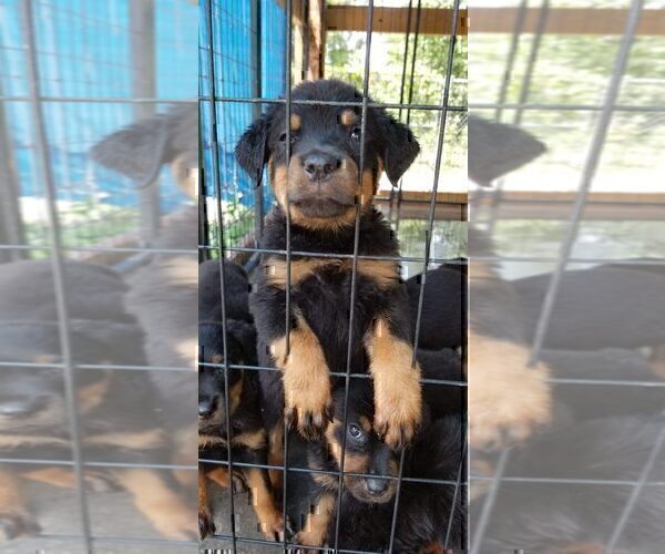 Medium Photo #10 Rottweiler Puppy For Sale in RIEGELWOOD, NC, USA