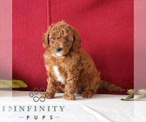 Goldendoodle (Miniature) Puppy for sale in GORDONVILLE, PA, USA