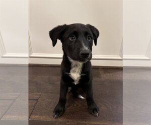 Border Collie-Unknown Mix Dogs for adoption in The Woodlands, TX, USA