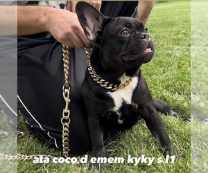 French Bulldog Puppy for sale in VICTORVILLE, CA, USA