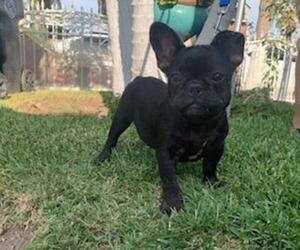 French Bulldog Puppy for sale in FIRESTONE PARK, CA, USA