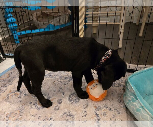 Medium Photo #3 Chinese Shar-Pei-Unknown Mix Puppy For Sale in New London, WI, USA