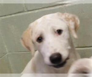 Labrador Retriever-Unknown Mix Dogs for adoption in Tulsa, OK, USA