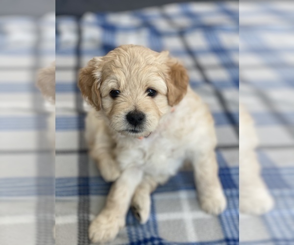 Medium Photo #4 Goldendoodle Puppy For Sale in MILLVILLE, NJ, USA