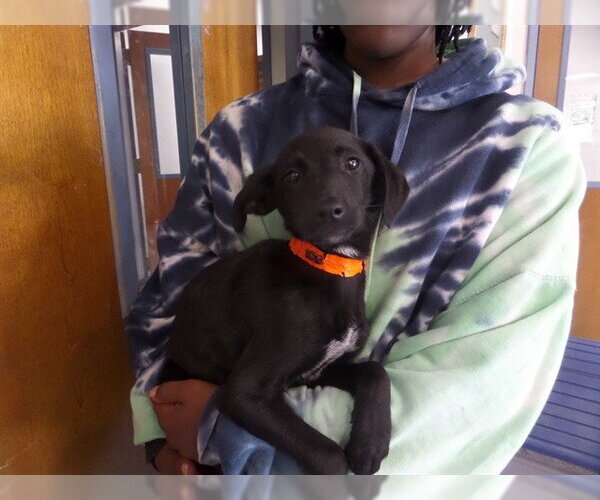 Medium Photo #1 German Shepherd Dog-Unknown Mix Puppy For Sale in Augusta, GA, USA