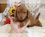 Small #17 Dachshund