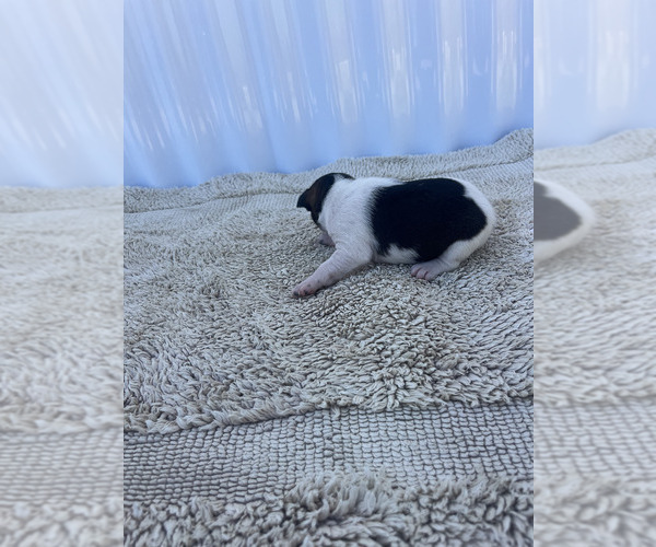 Medium Photo #20 Rat Terrier Puppy For Sale in DORA, MO, USA