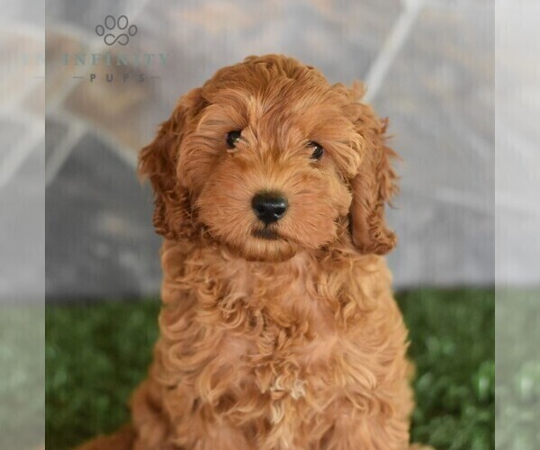 Medium Photo #1 Poodle (Miniature) Puppy For Sale in MILL HALL, PA, USA