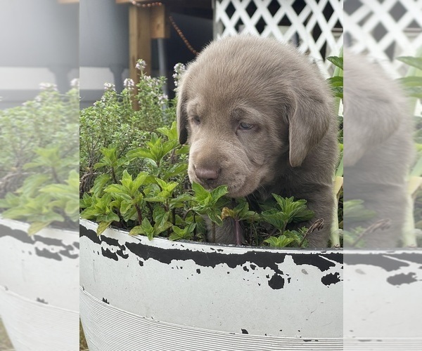 Medium Photo #11 Labrador Retriever Puppy For Sale in KNOXVILLE, GA, USA