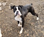 Small #13 Boxer