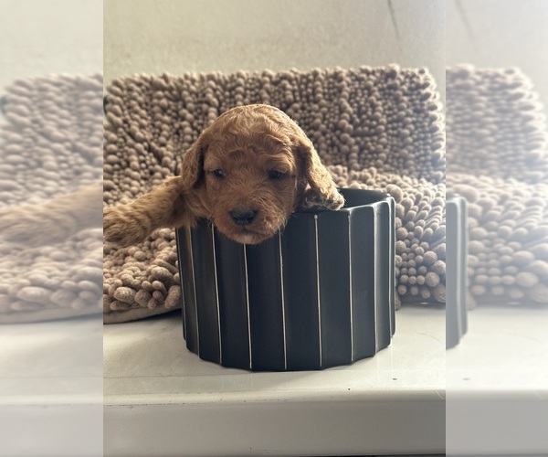 Medium Photo #11 Goldendoodle (Miniature) Puppy For Sale in RIVERSIDE, CA, USA