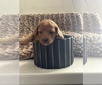 Small #10 Goldendoodle (Miniature)