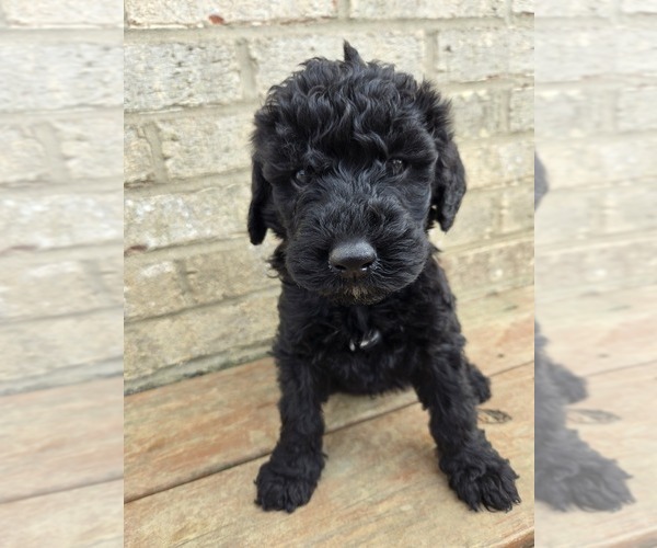 Medium Photo #1 Labradoodle Puppy For Sale in WILLIAMSTOWN, KY, USA