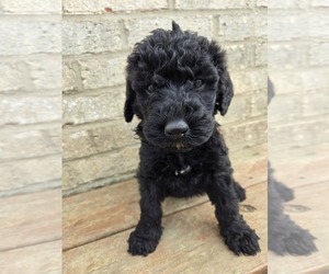Labradoodle Puppy for Sale in WILLIAMSTOWN, Kentucky USA