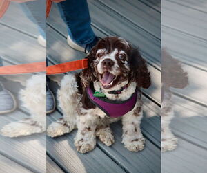 Cocker Spaniel Dogs for adoption in Sioux Falls, SD, USA