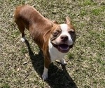 Small Photo #1 Boston Terrier Puppy For Sale in CLEVELAND, TX, USA