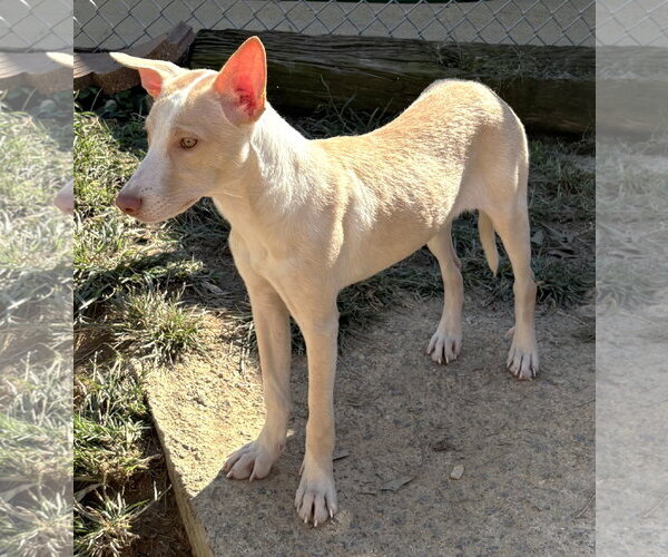 Medium Photo #3 American Pit Bull Terrier-Unknown Mix Puppy For Sale in Wetumpka, AL, USA