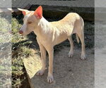 Small Photo #3 American Pit Bull Terrier-Unknown Mix Puppy For Sale in Wetumpka, AL, USA