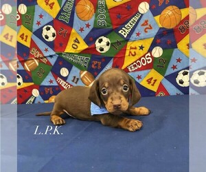 Dachshund Puppy for sale in WINNSBORO, LA, USA