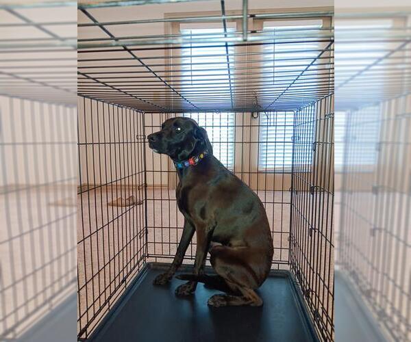 Medium Photo #1 Labrador Retriever-Unknown Mix Puppy For Sale in San Antonio, TX, USA