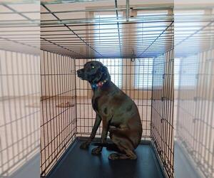Labrador Retriever-Unknown Mix Dogs for adoption in San Antonio, TX, USA
