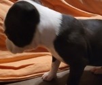 Small Photo #2 American Pit Bull Terrier Puppy For Sale in BAXTER, TN, USA