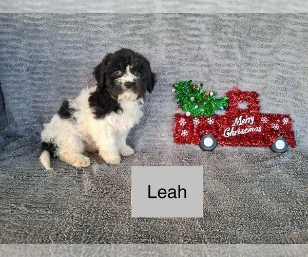 Medium Photo #2 Cavachon Puppy For Sale in MOUNT PLEASANT, MI, USA