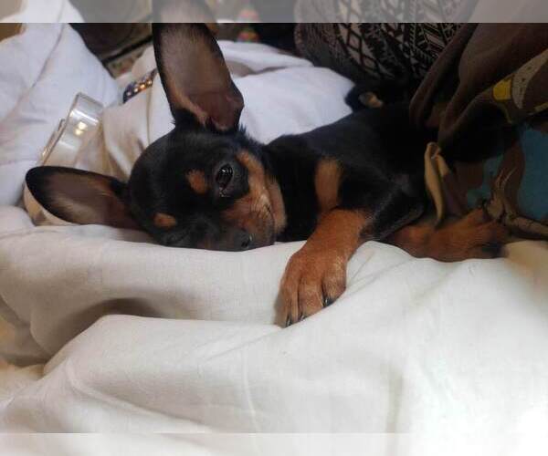 Medium Photo #1 Chihuahua Puppy For Sale in PHILADELPHIA, PA, USA