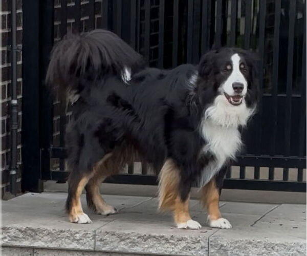 Medium Photo #3 Australian Shepherd Puppy For Sale in Doylestown, PA, USA