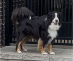 Small #2 Australian Shepherd
