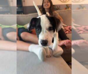 Ray - JRT/Pittie puppies - Male American Pit Bull Terrier-Jack Russell Terrier Mix Dog for Adoption - Photo #11